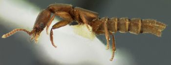 Media type: image;   Entomology 27521 Aspect: habitus lateral view